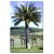 Jubaea chilensis - Chilean Wine Palm - 5pcs seeds/packet - goldenpalm.hu