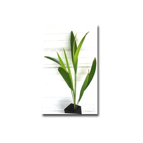 Fiatal Jubaea chilensis palánta