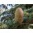 Cedrus libani (libanoni cédrus) felálló, hordó alakú, érett toboza egy tűlevelekkel borított ágon, természetes környezetben