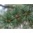 Cedrus libani (libanoni cédrus) rövidhajtásokon csomókba rendeződő, sötétzöld, enyhén kékeszöld tűleveleinek részletgazdag közeli felvétele.