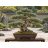 Cedrus libani (libanoni cédrus) bonsai