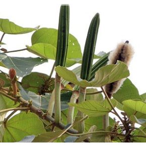 Ochroma pyramidale - Balsafa - 5db mag/csomag