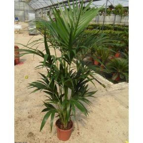   Howea forsteriana - Kentia Palm - 5pcs seeds/packet - goldenpalm.hu