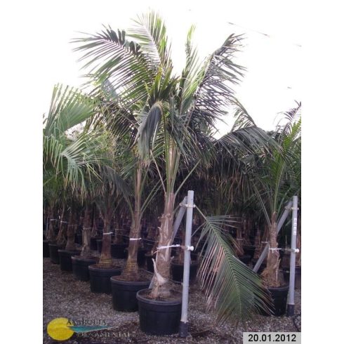 Howea forsteriana - Kentia Palm - 5pcs seeds/packet - goldenpalm.hu