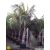 Howea forsteriana - Kentia Palm - 5pcs seeds/packet - goldenpalm.hu