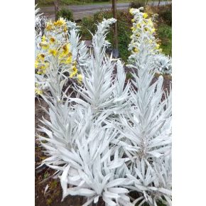 Senecio niveoaureus - 5db mag/csomag