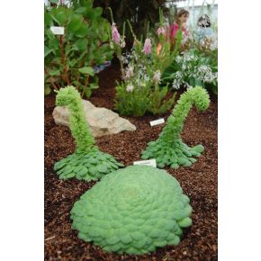 Aeonium tabuliforme - 5db mag/csomag