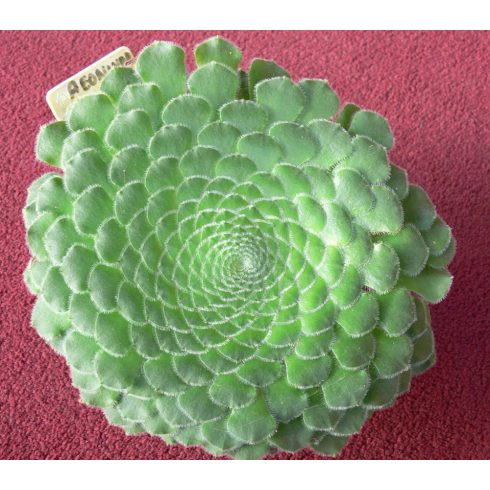 Aeonium tabuliforme - 5db mag/csomag
