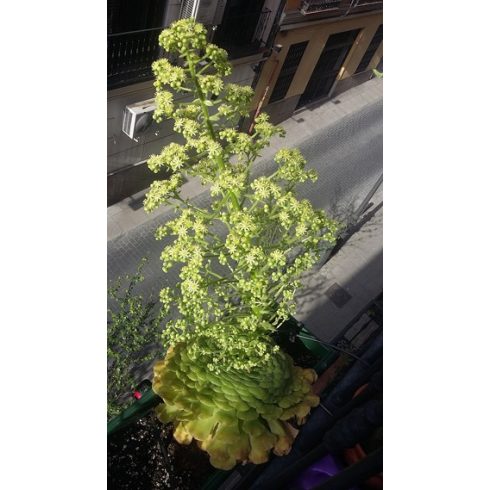 Aeonium tabuliforme - 5db mag/csomag