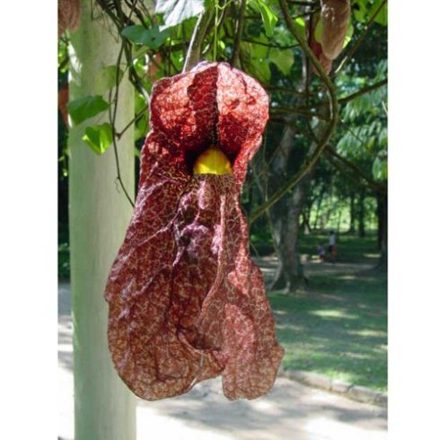 Aristolochia gigantea - Óriás pipavirág - 5db mag/csomag