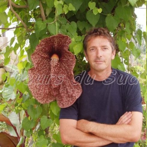 Aristolochia gigantea - Óriás pipavirág - 5db mag/csomag