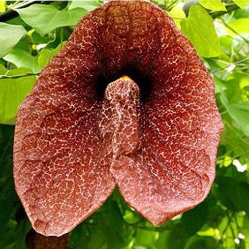 Aristolochia gigantea - Óriás pipavirág - 5db mag/csomag