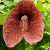 Aristolochia gigantea - Óriás pipavirág - 5db mag/csomag
