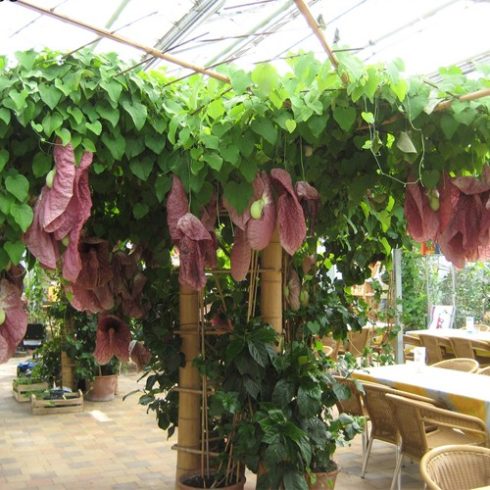 Aristolochia gigantea - Óriás pipavirág - 5db mag/csomag