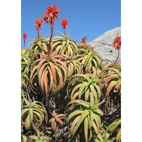 Aloe arborescens - Fás aloe - 5db mag/csomag