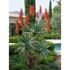 Aloe arborescens - Fás aloe - 5db mag/csomag