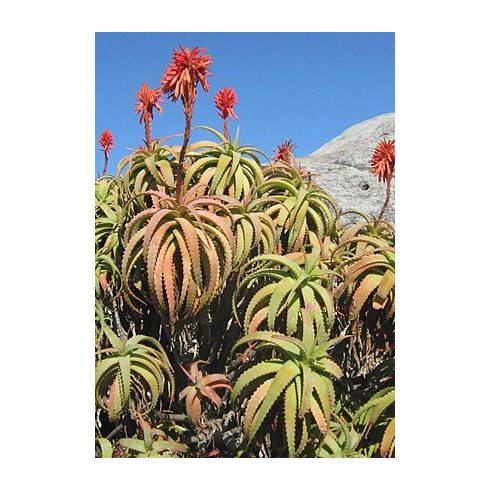 Aloe arborescens - Fás aloe - 5db mag/csomag