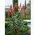 Aloe arborescens - Fás aloe - 5db mag/csomag