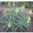 Aloe arborescens - Fás aloe - 5db mag/csomag