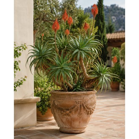 Aloe arborescens - Fás aloe - 5db mag/csomag