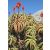 Aloe arborescens - Fás aloe - 5db mag/csomag