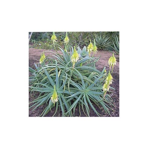 Aloe arborescens - Fás aloe - 5db mag/csomag
