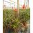 Aloe arborescens - Fás aloe - 5db mag/csomag
