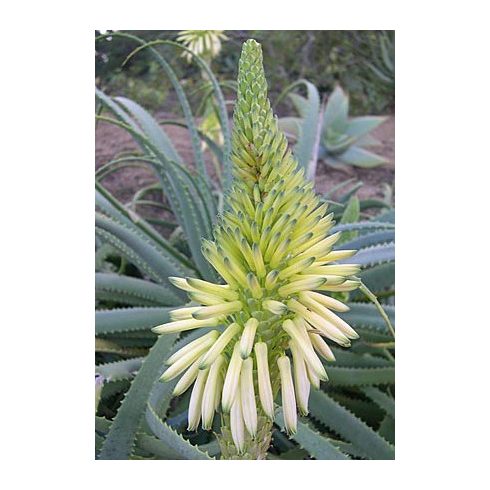 Aloe arborescens - Fás aloe - 5db mag/csomag