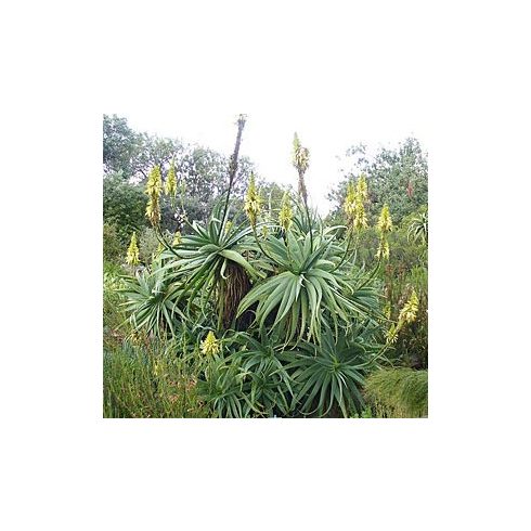 Aloe arborescens - Fás aloe - 5db mag/csomag