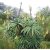 Aloe arborescens - Fás aloe - 5db mag/csomag
