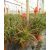 Aloe arborescens - Fás aloe - 5db mag/csomag