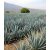 Agave tequilana - 5db mag/csomag