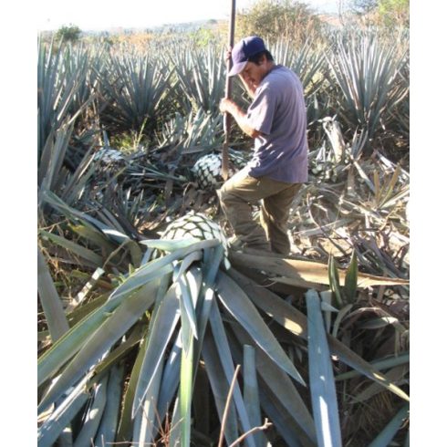 Agave tequilana - 5db mag/csomag