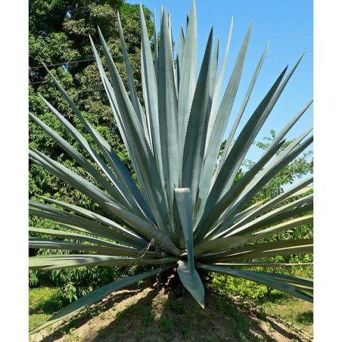 Agave tequilana - 5db mag/csomag