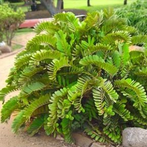 Zamia furfuraceae - 5db mag/csomag