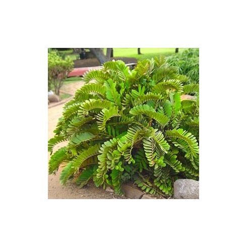 Zamia furfuraceae - 5db mag/csomag
