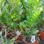 Zamia furfuraceae - 5db mag/csomag