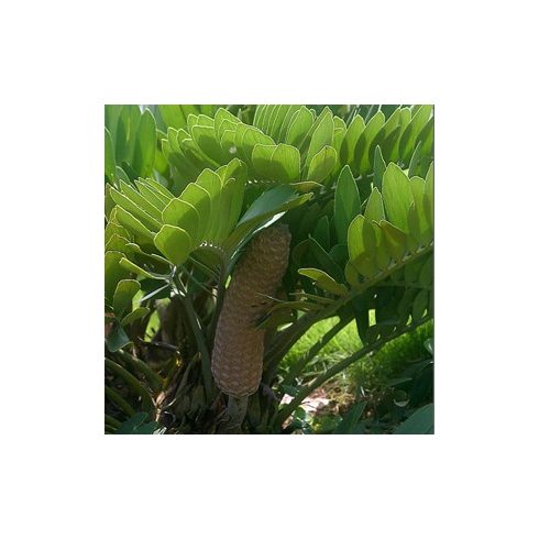 Zamia furfuraceae - 5db mag/csomag