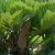Zamia furfuraceae - 5db mag/csomag