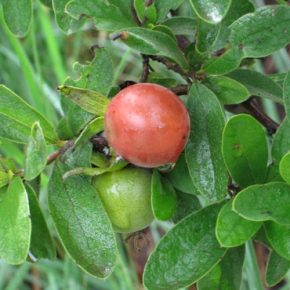 Diospyros lycioides - Majom szilva - 5db mag/csomag