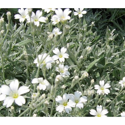 Cerastium tomentosum - Molyhos madárhúr - 5db mag/csomag