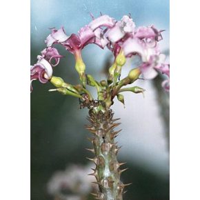   Pachypodium rutenbergianum var. rutenbergianum - 5pcs seeds/packet - goldenpalm.hu