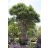   Pachypodium rutenbergianum var. rutenbergianum - 5pcs seeds/packet - goldenpalm.hu