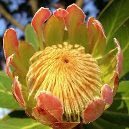 Protea roupelliae -  Ezüstös édesbokor - 5db mag/csomag 