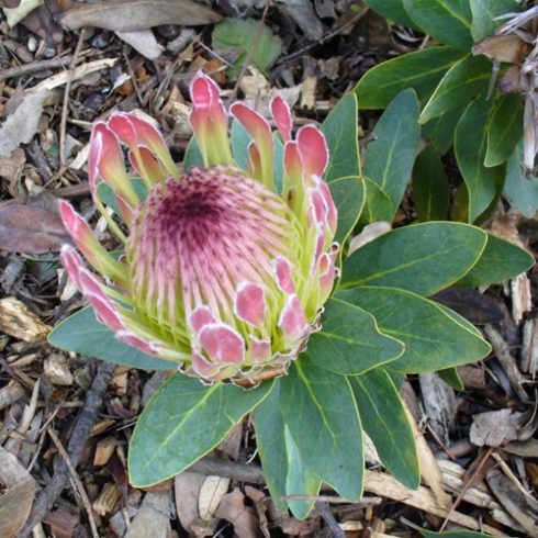 Protea roupelliae -  Ezüstös édesbokor - 5db mag/csomag 