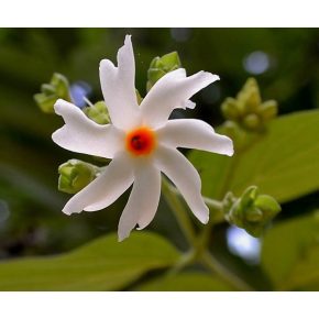   Nyctanthes arbor-tristis - Illatos éjjeli jázmin - 5db mag/csomag