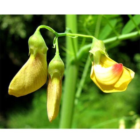 Sesbania herbacea - Gyomkávé - 5db mag/csomag