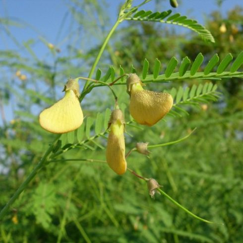 Sesbania herbacea - Gyomkávé - 5db mag/csomag