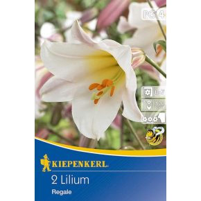 Liliom 'Regale' - 2db hagyma/csomag
