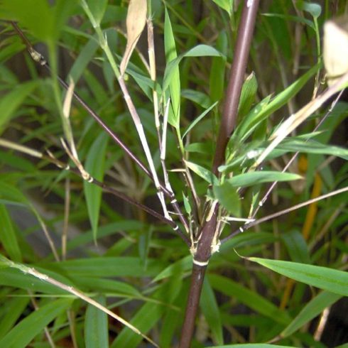 Fargesia fungosa - Csokoládé bambusz - 5db mag/csomag
